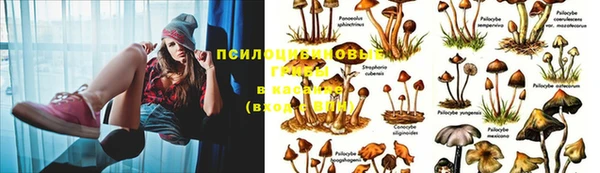 не бодяженный Горно-Алтайск